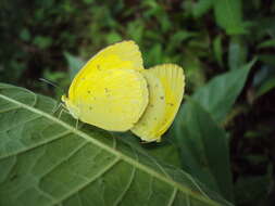 Слика од Eurema hecabe (Linnaeus 1758)