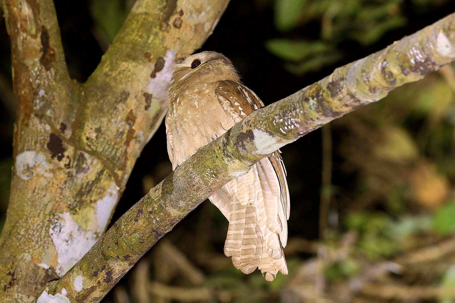 Image of Large Frogmouth