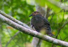 Imagem de Phapitreron amethystinus Bonaparte 1855