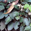 Sivun Jerdonia indica Wight kuva