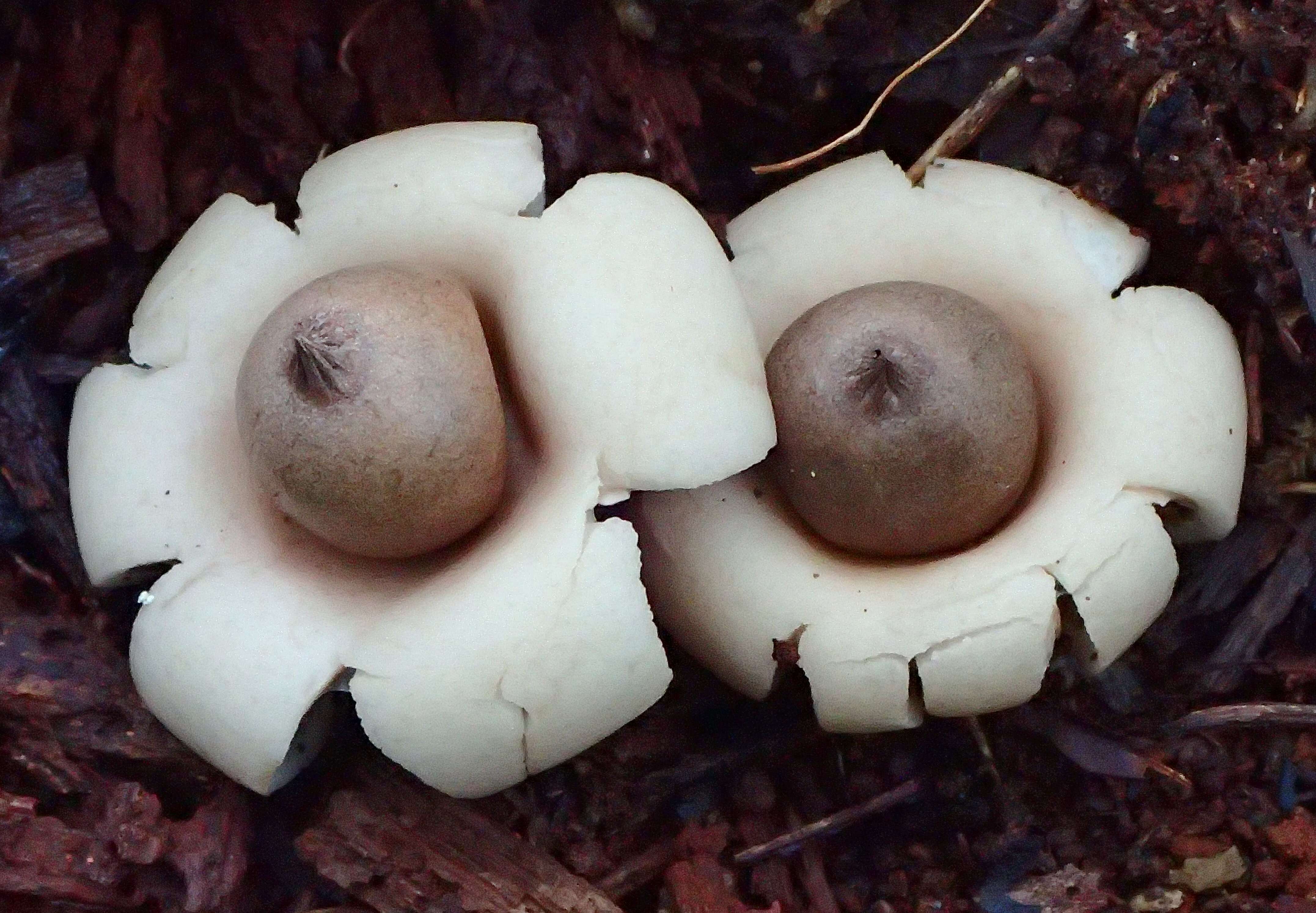 Image of Geastrum elegans Vittad. 1842