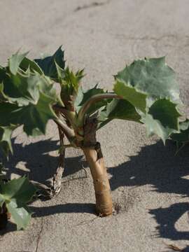 Image of sea-holly