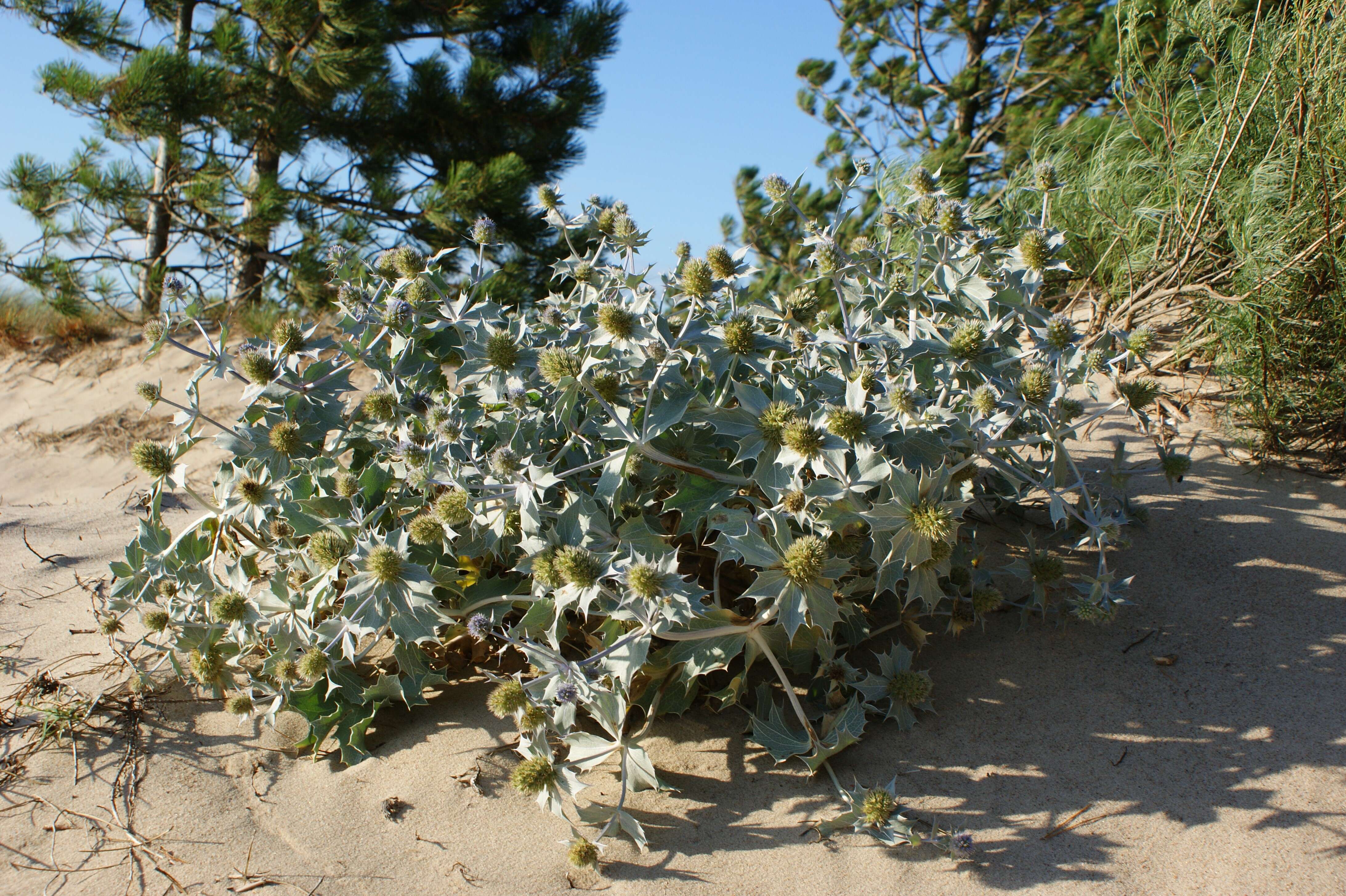 Image of sea-holly