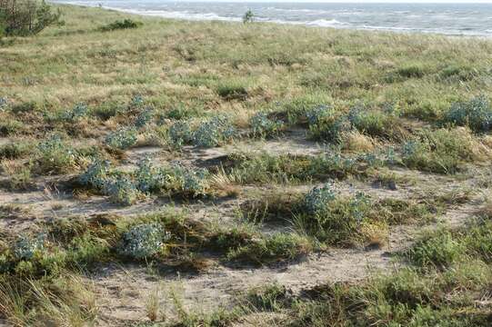 Image de Panicaut de mer