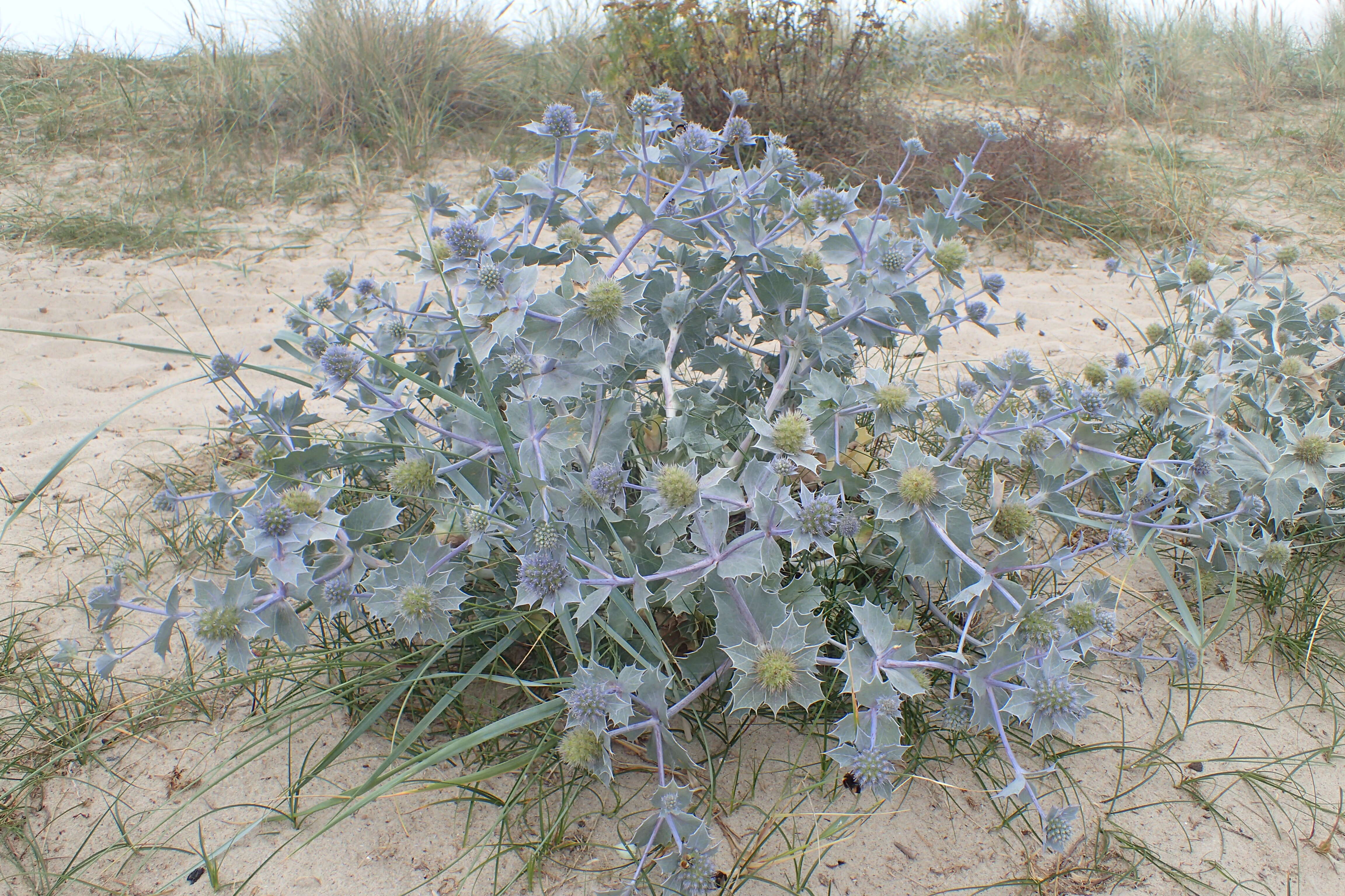 Image of sea-holly