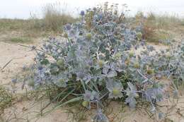 Eryngium maritimum L. resmi