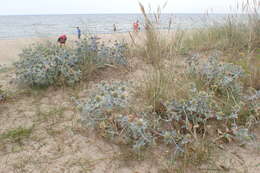 Eryngium maritimum L. resmi