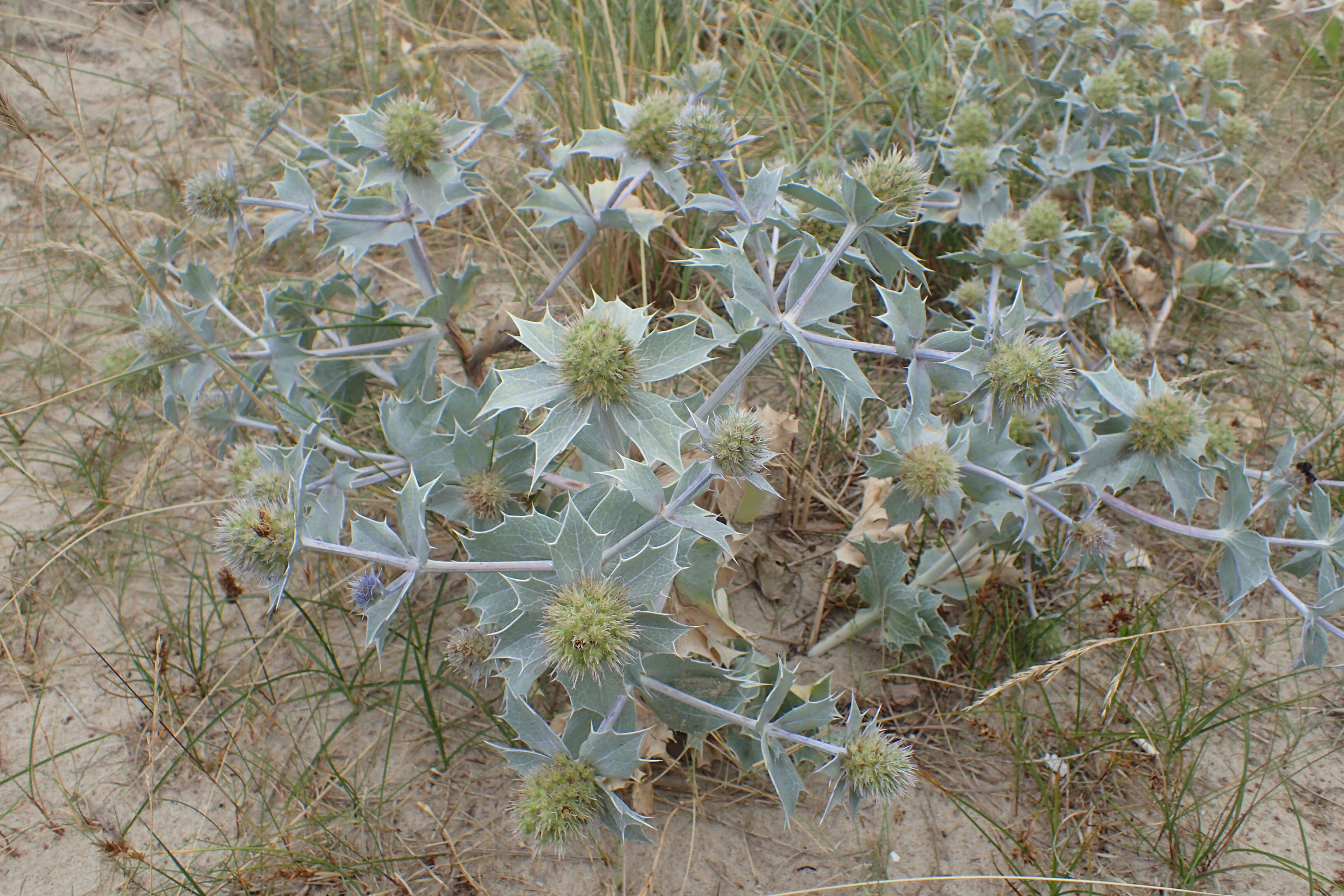 Image de Panicaut de mer