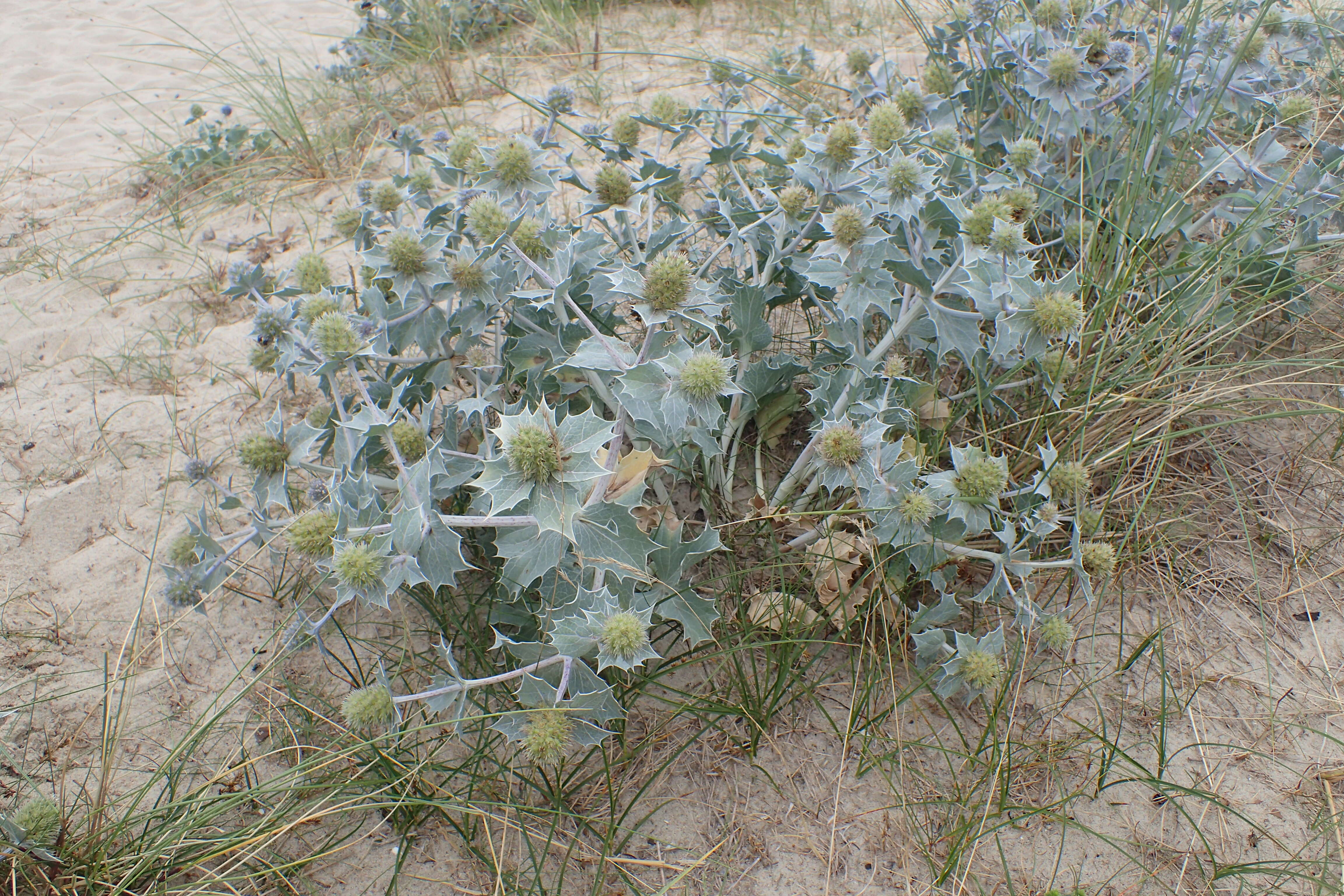 Image de Panicaut de mer