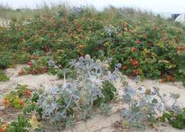 Image of sea-holly