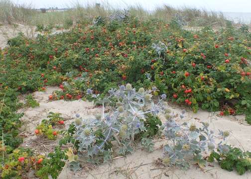 Image of sea-holly