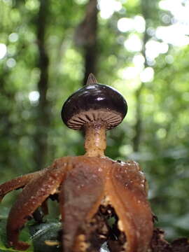 Image of Beaked Earthstar