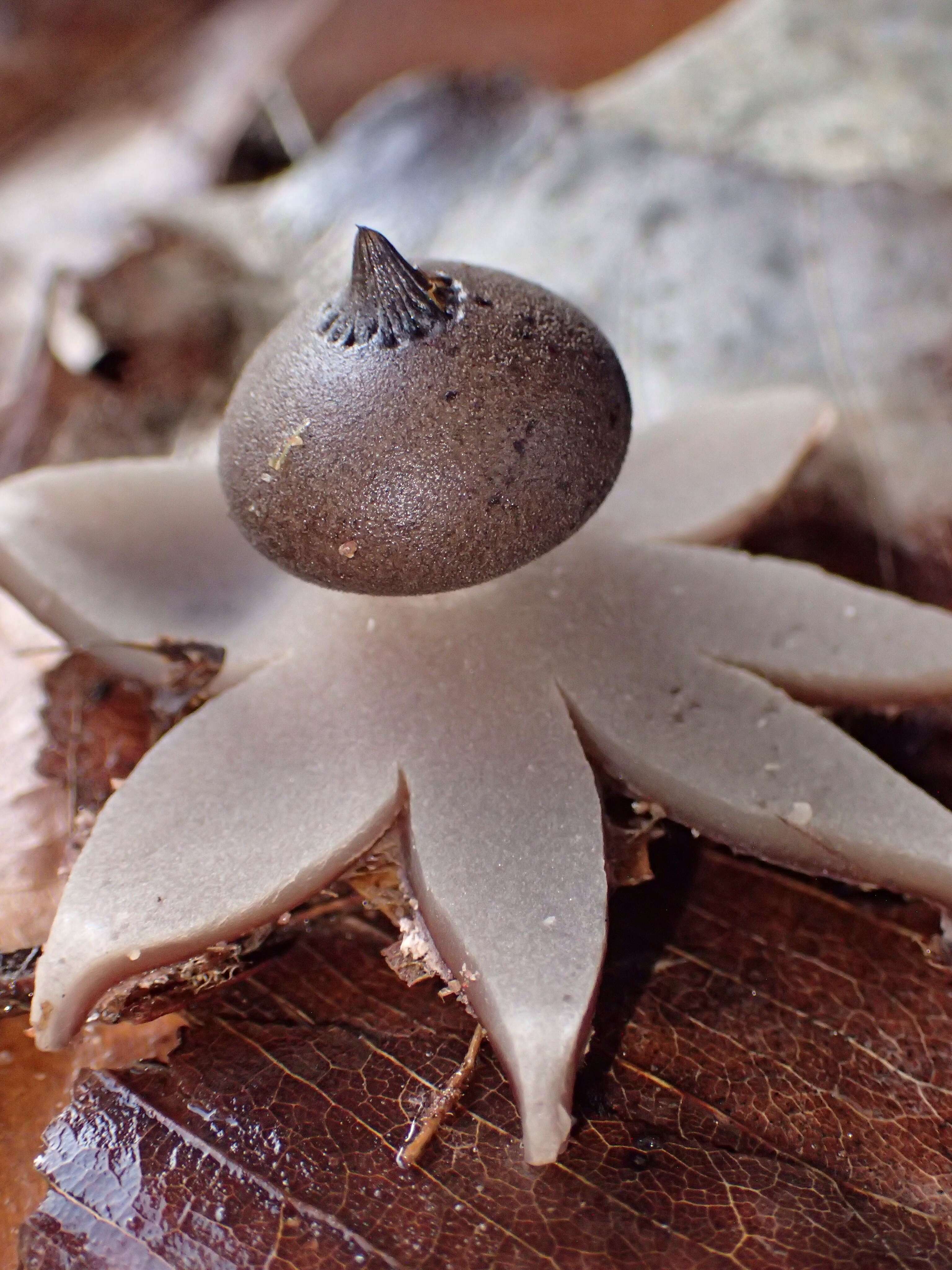 Image of Sessile Earthstar