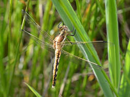 Sivun Orthetrum albistylum (Selys 1848) kuva