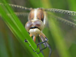 Sivun Orthetrum albistylum (Selys 1848) kuva