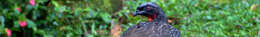 Image of Dusky-legged Guan