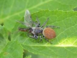 Carrhotus xanthogramma (Latreille 1819) resmi