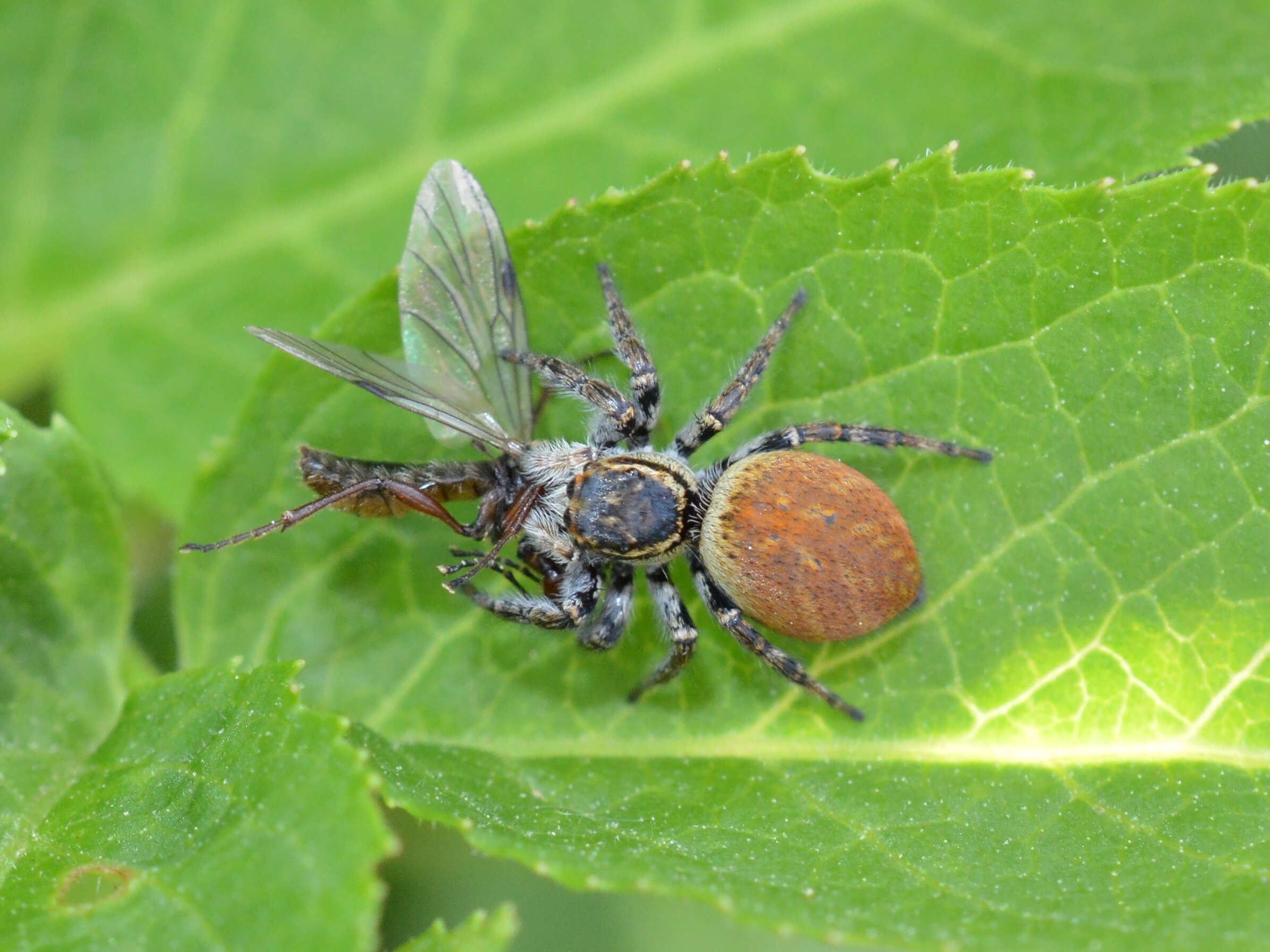 Carrhotus xanthogramma (Latreille 1819) resmi