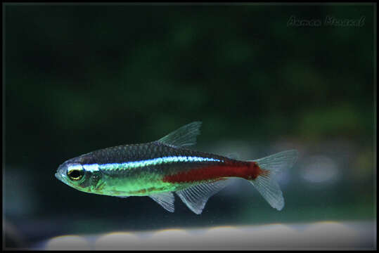 Image of Neon tetra