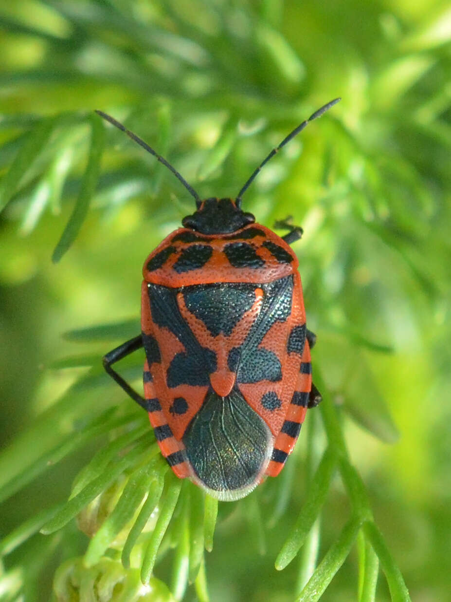 Image of <i>Eurydema ventralis</i>