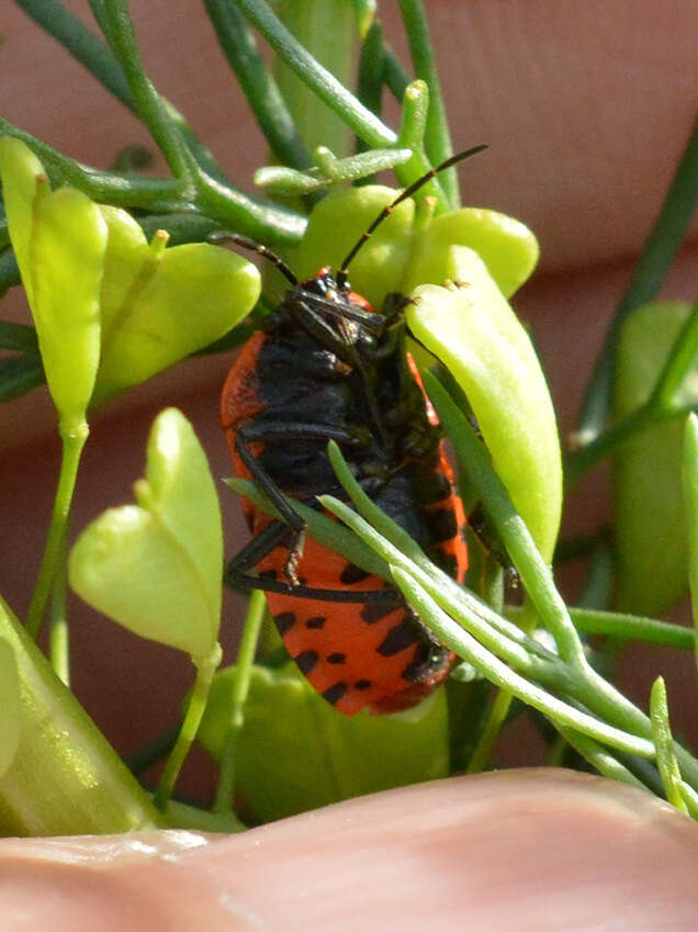 Image of <i>Eurydema ventralis</i>