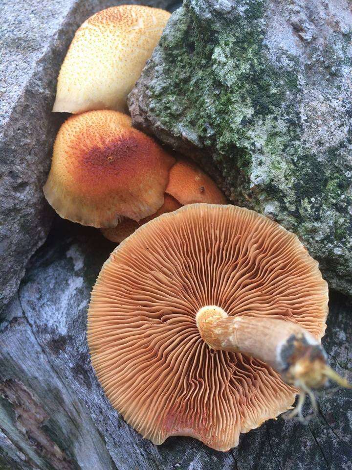 Image of Gymnopilus chrysopellus (Berk. & M. A. Curtis) Murrill 1913