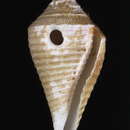 Image de Conasprella bajanensis (Nowell-Usticke 1968)