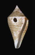 Image of Conasprella bajanensis (Nowell-Usticke 1968)