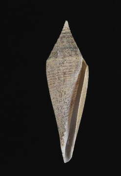 Image of Conasprella mcgintyi (Pilsbry 1955)