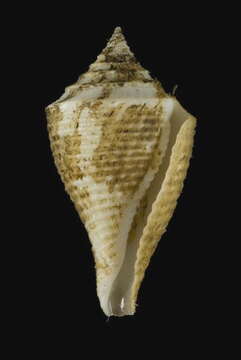 Image of pagoda cone