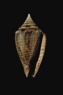 Image of Pinpoint Cone