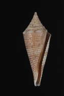 Image of Conasprella saecularis (Melvill 1898)