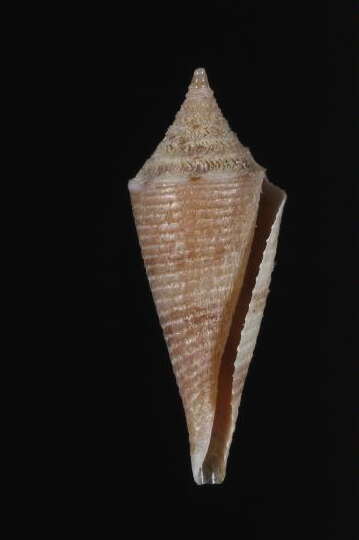 Image of Conasprella saecularis (Melvill 1898)