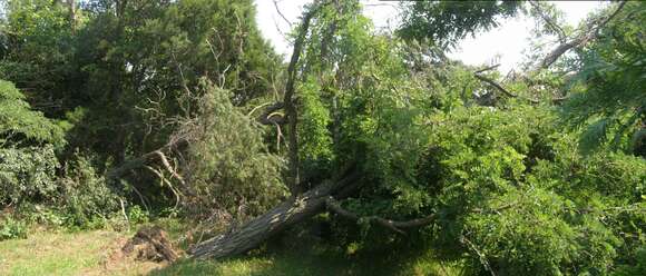 Image of black locust