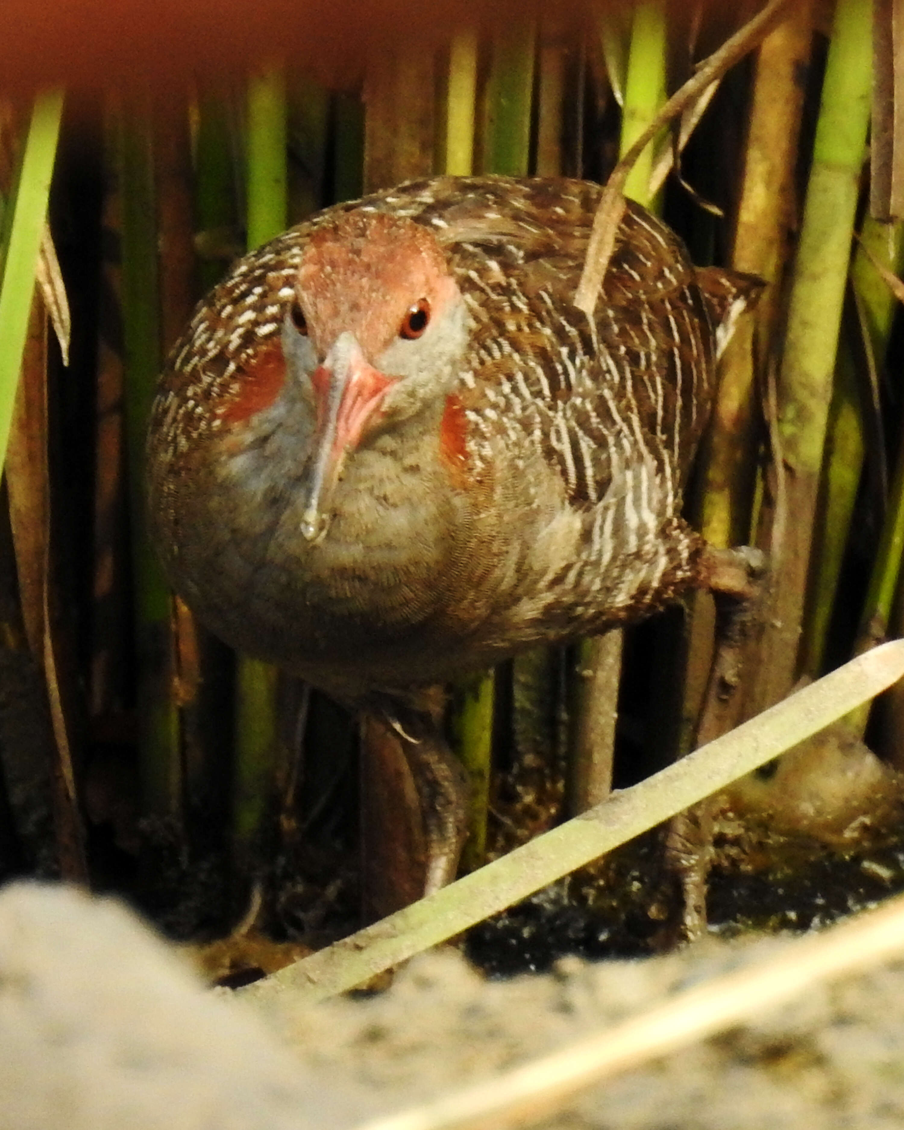 Image of Slaty-breasted Banded Rail