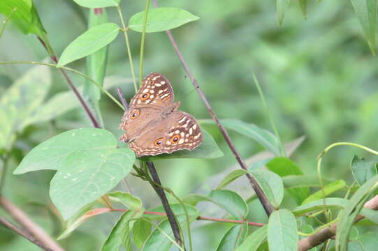 Image of Junonia lemonias Linnaeus 1758