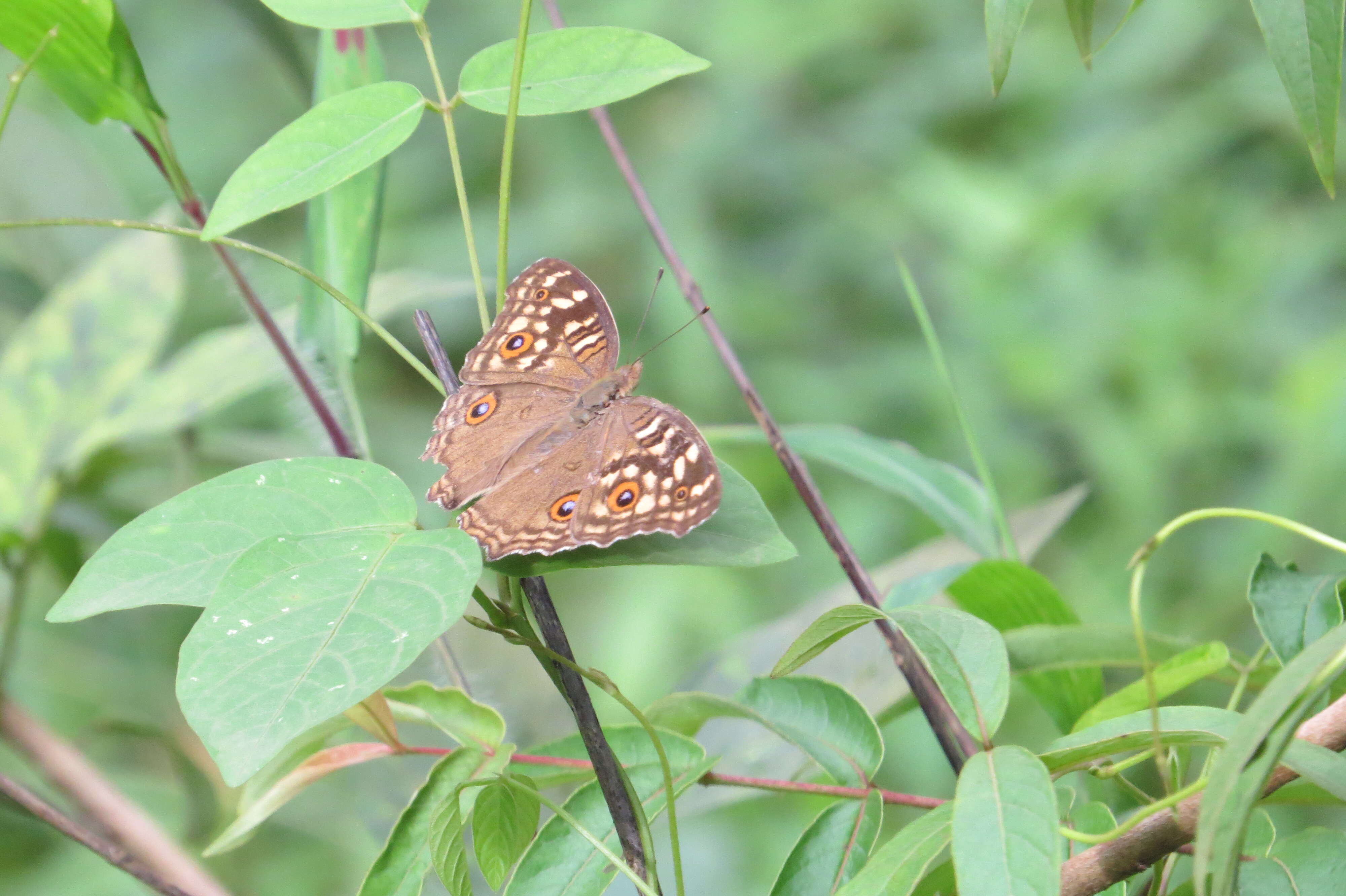 Image of Junonia lemonias Linnaeus 1758