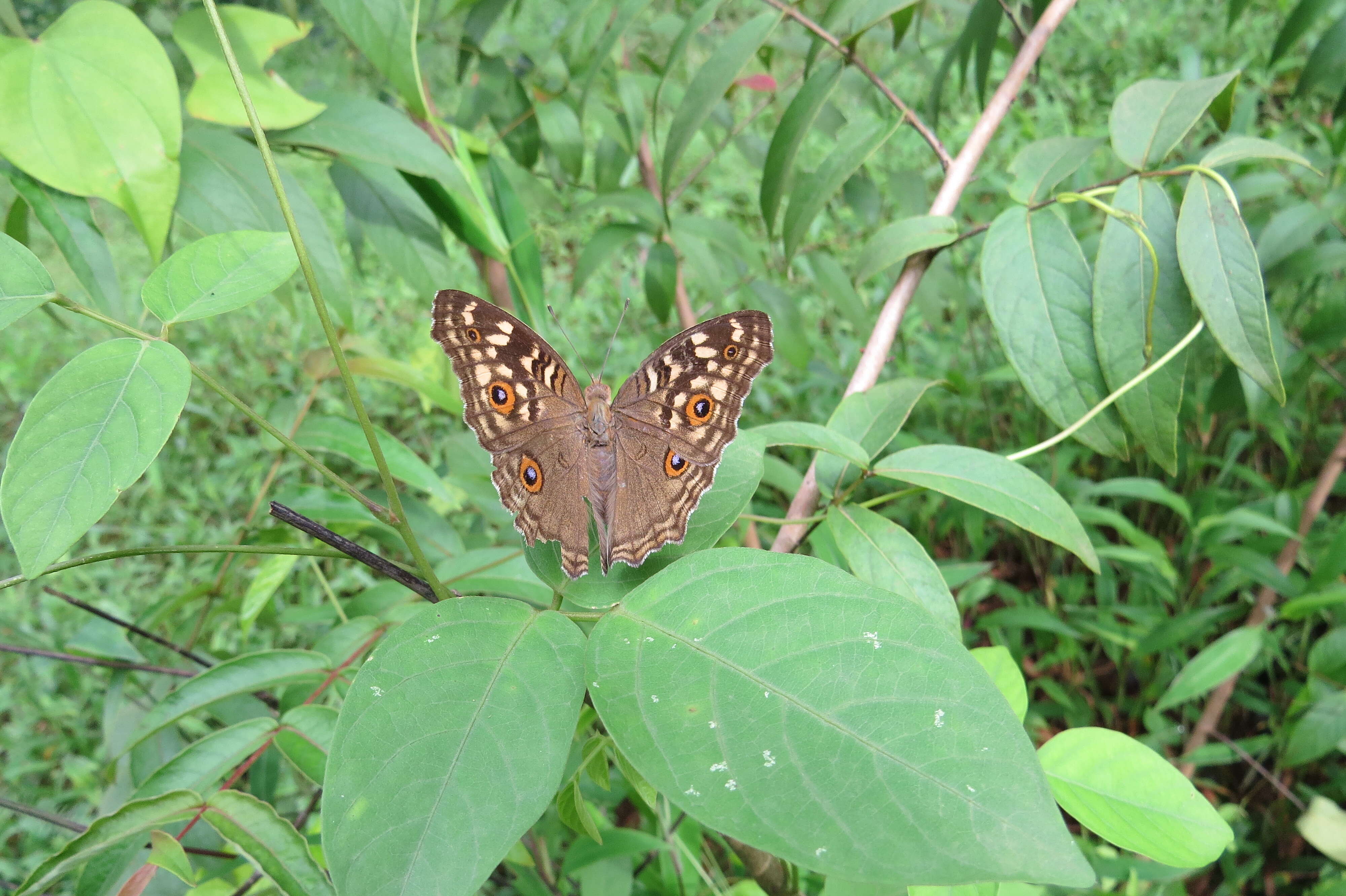 Image of Junonia lemonias Linnaeus 1758