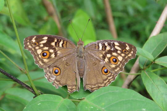 Image of Junonia lemonias Linnaeus 1758