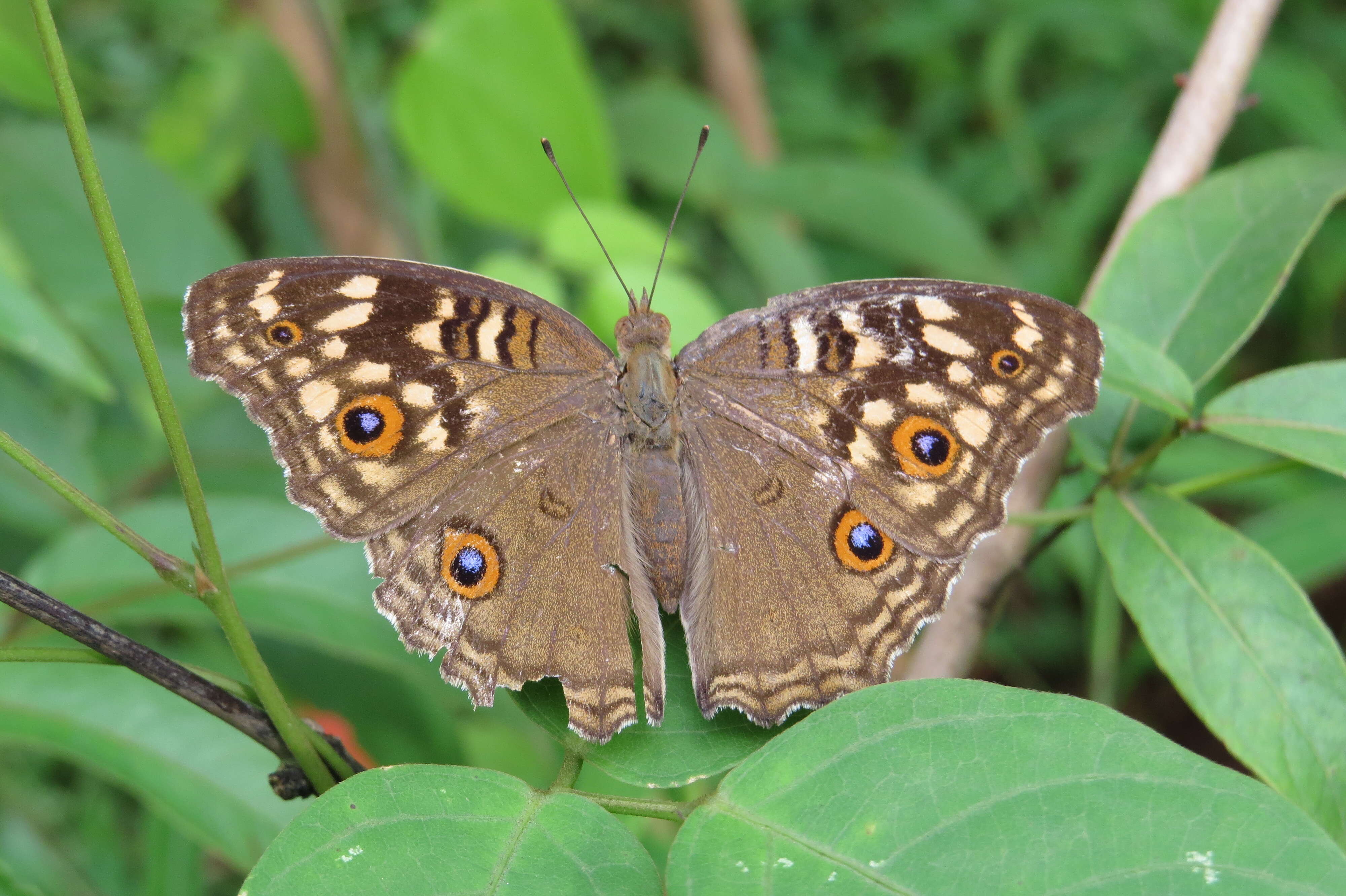 Image of Junonia lemonias Linnaeus 1758