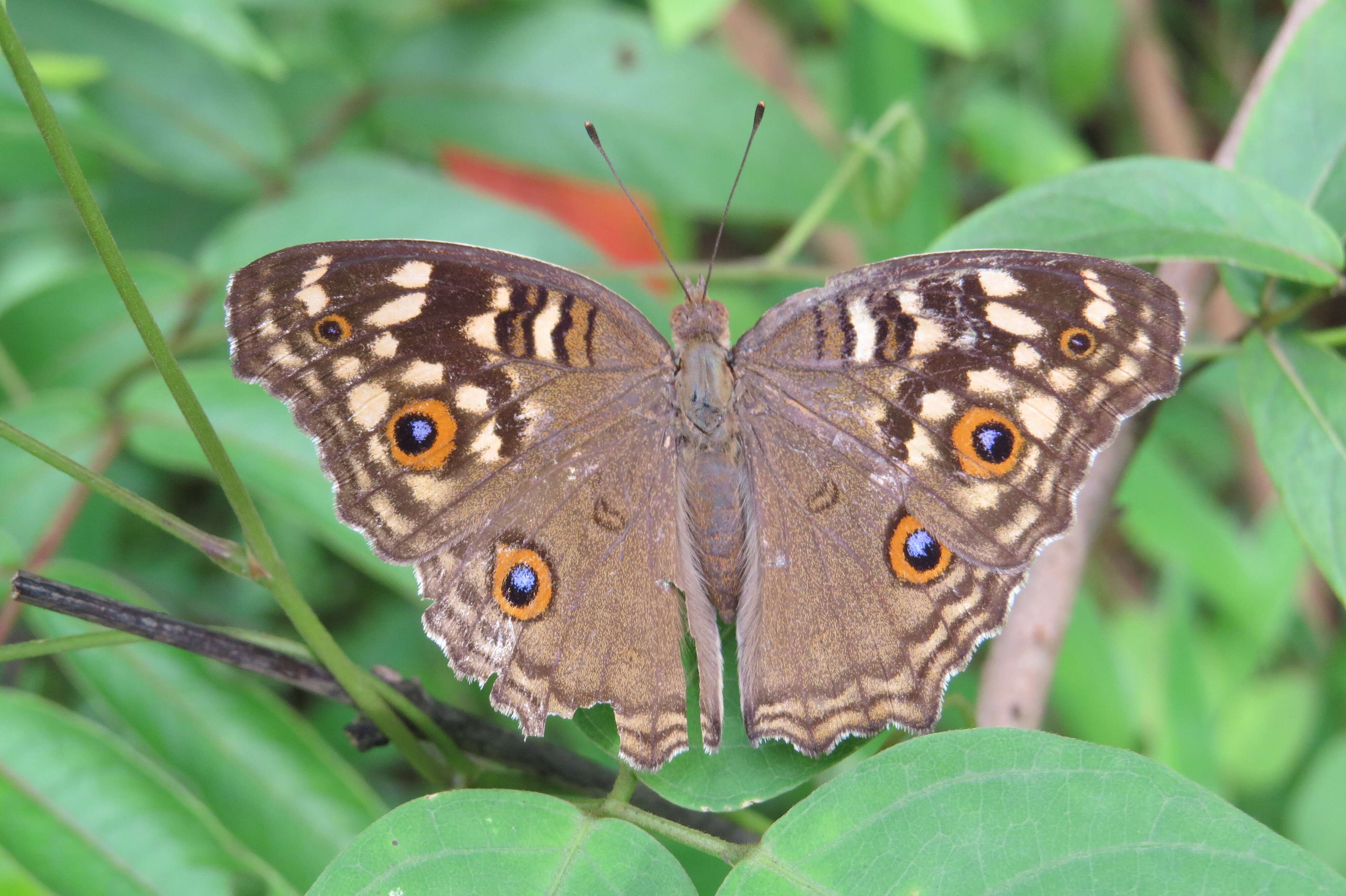 Image of Junonia lemonias Linnaeus 1758