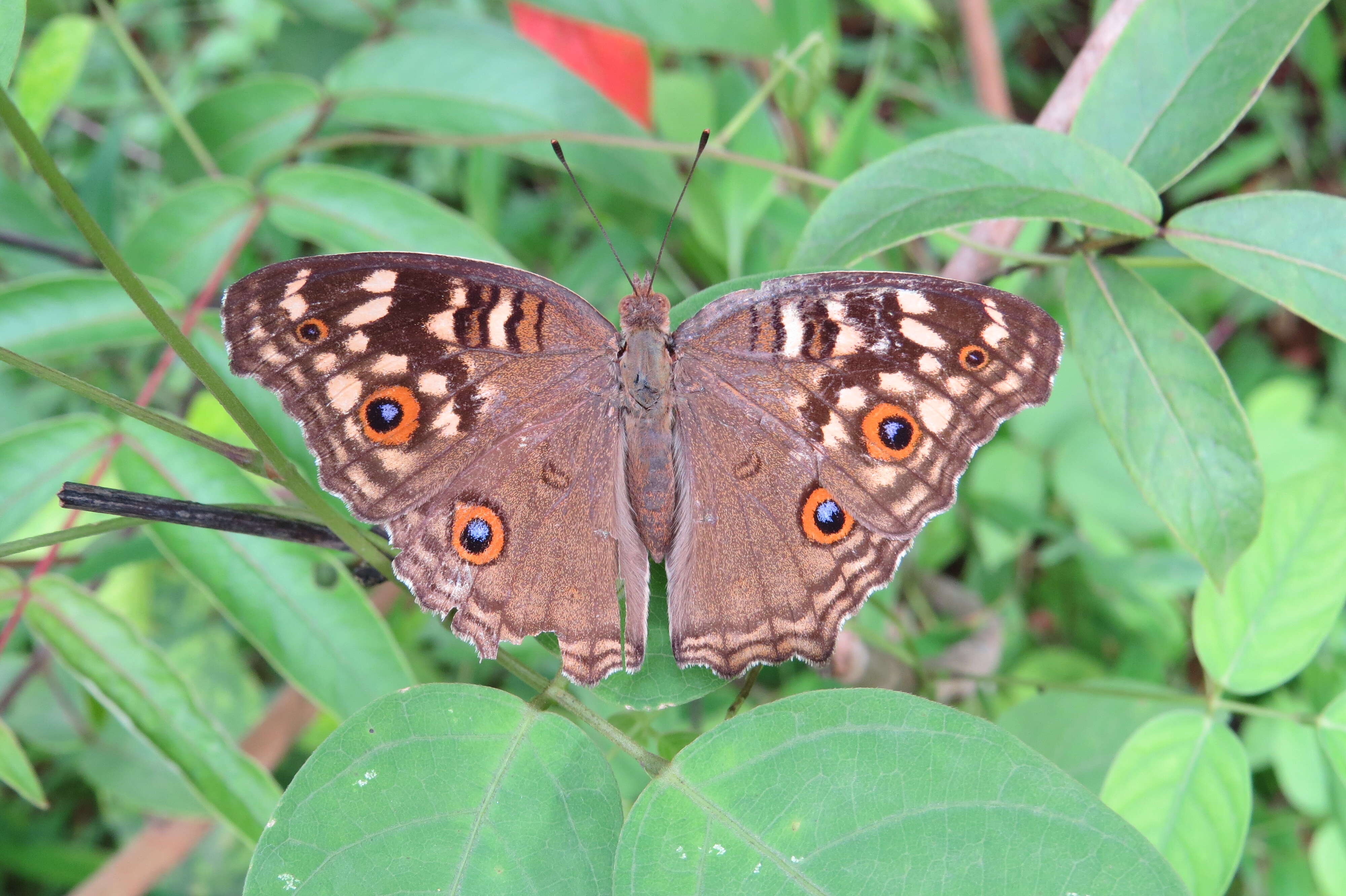 Image of Junonia lemonias Linnaeus 1758