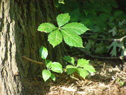 Image of Virginia creeper