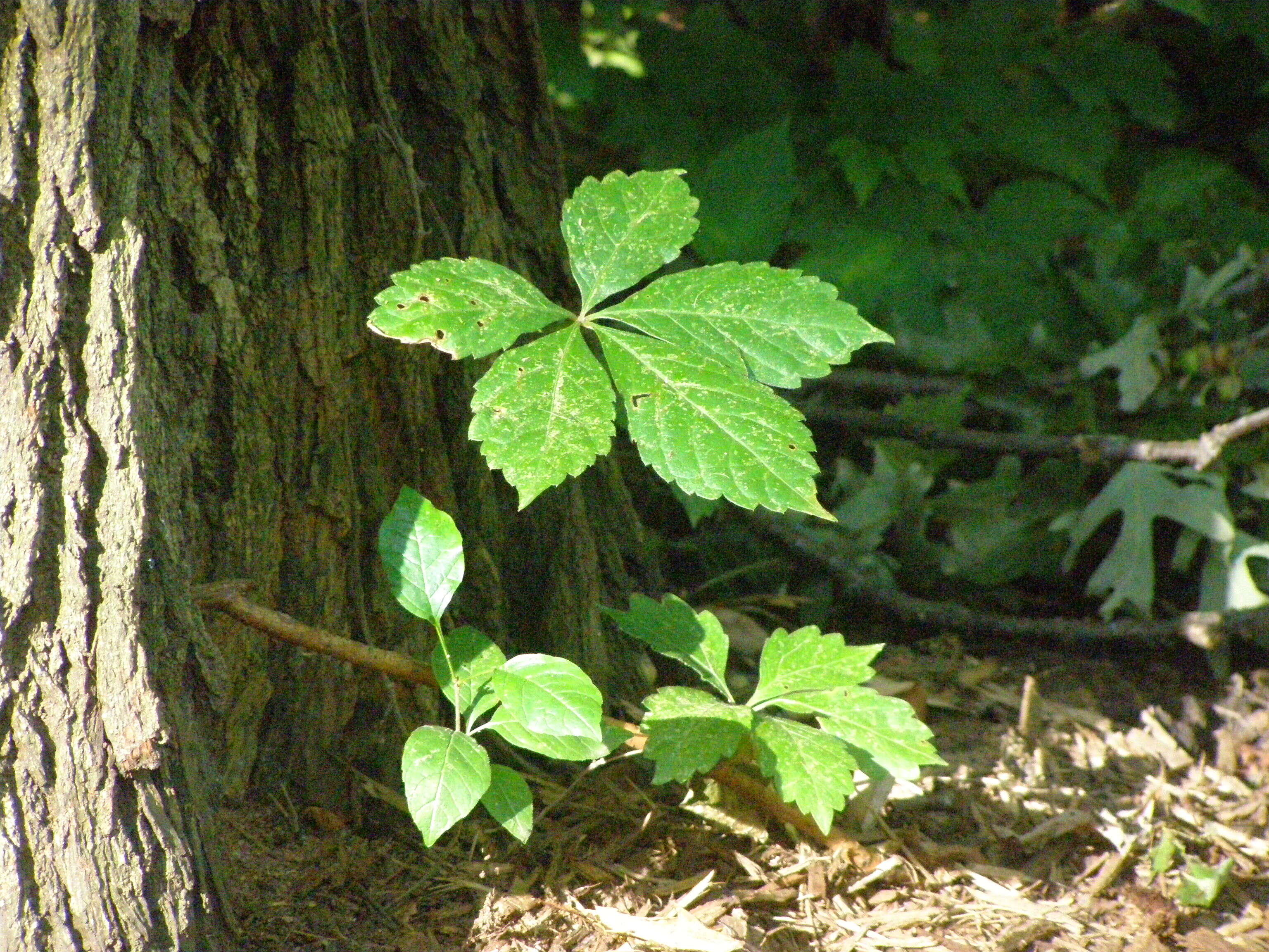 Image of Virginia creeper