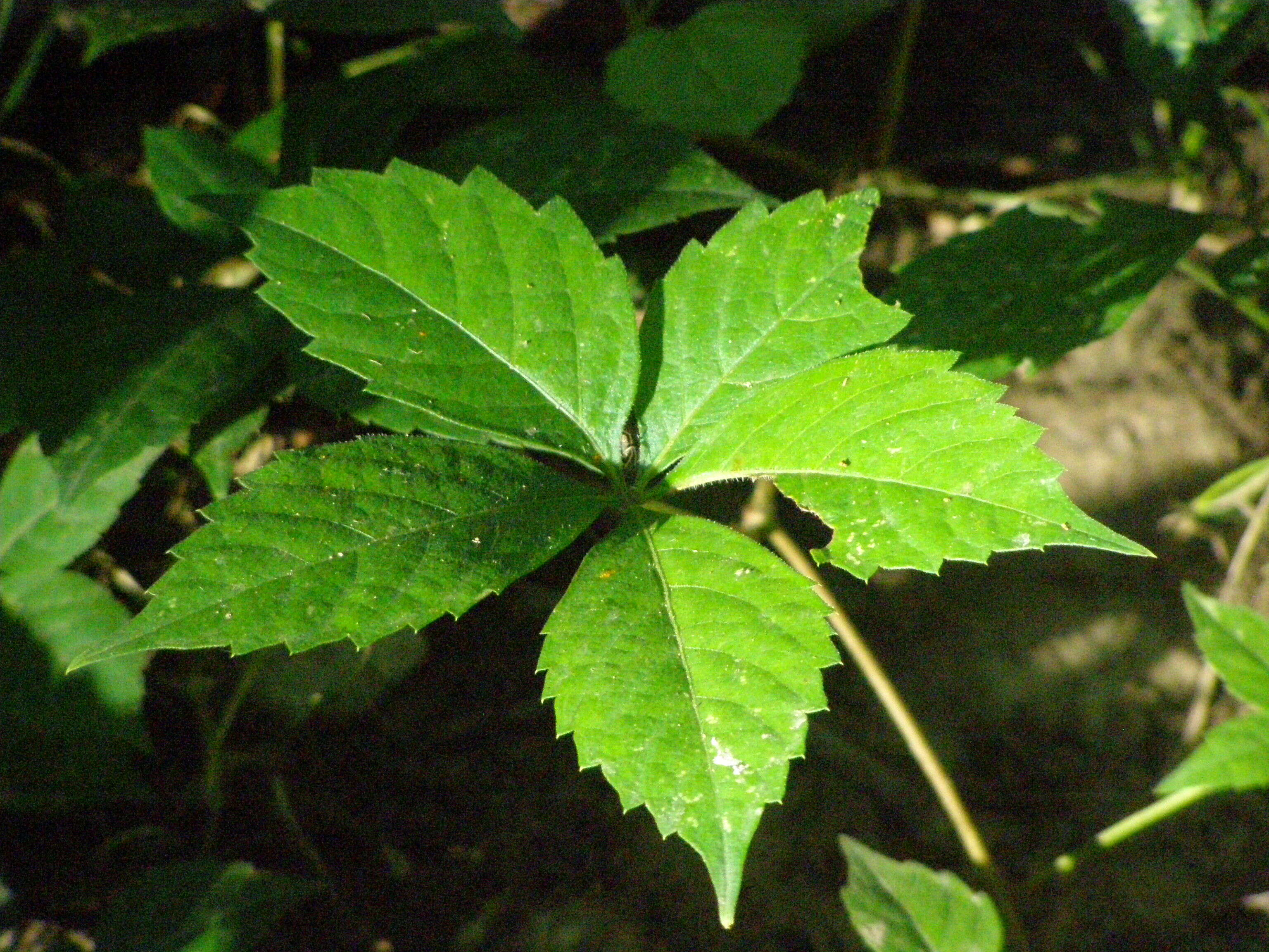 Image of Virginia creeper