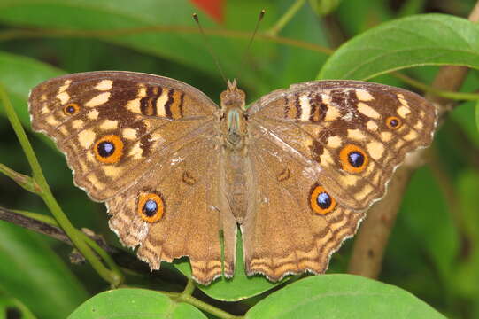 Image of Junonia lemonias Linnaeus 1758