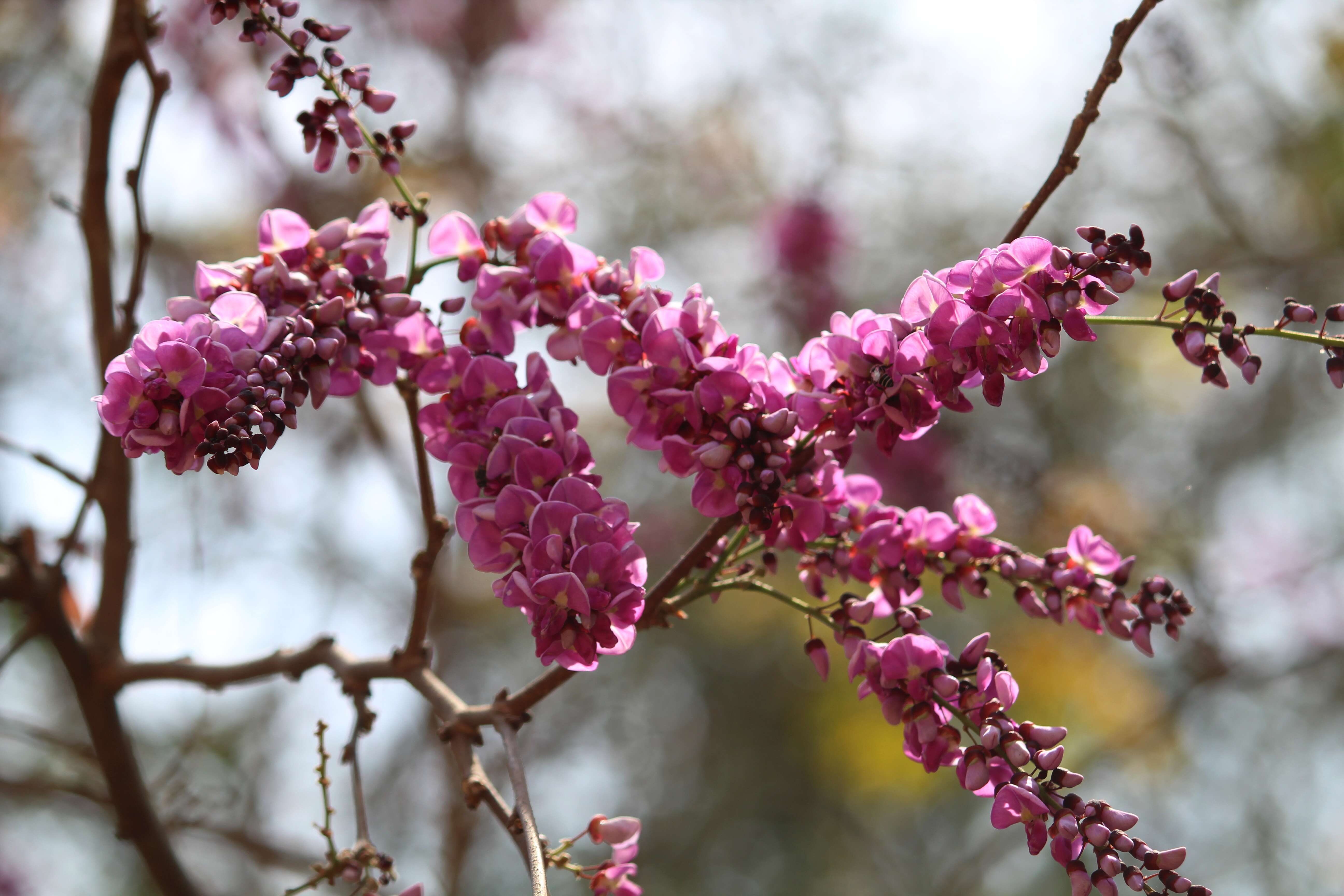 Слика од Millettia peguensis Ali