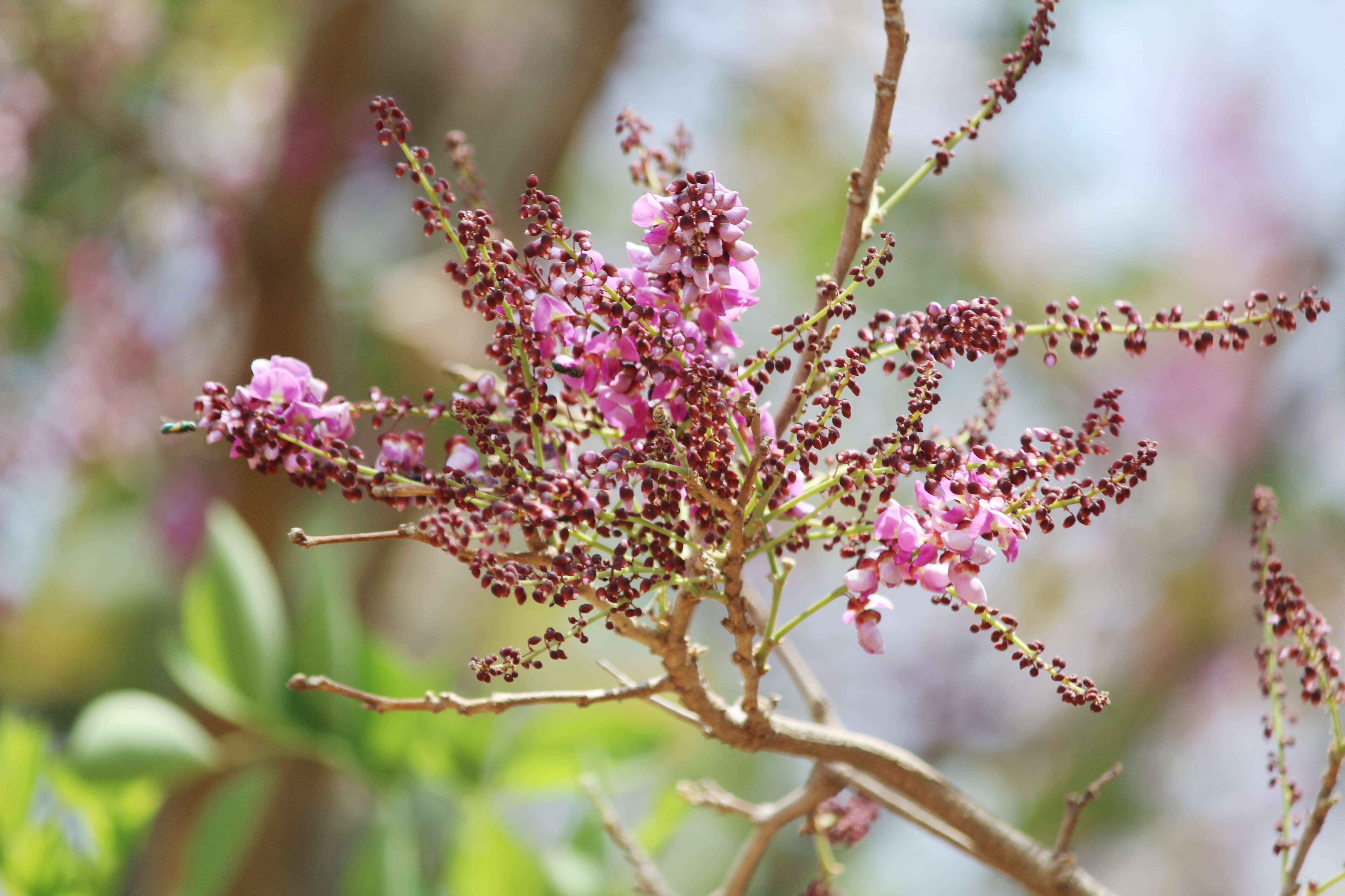 Слика од Millettia peguensis Ali