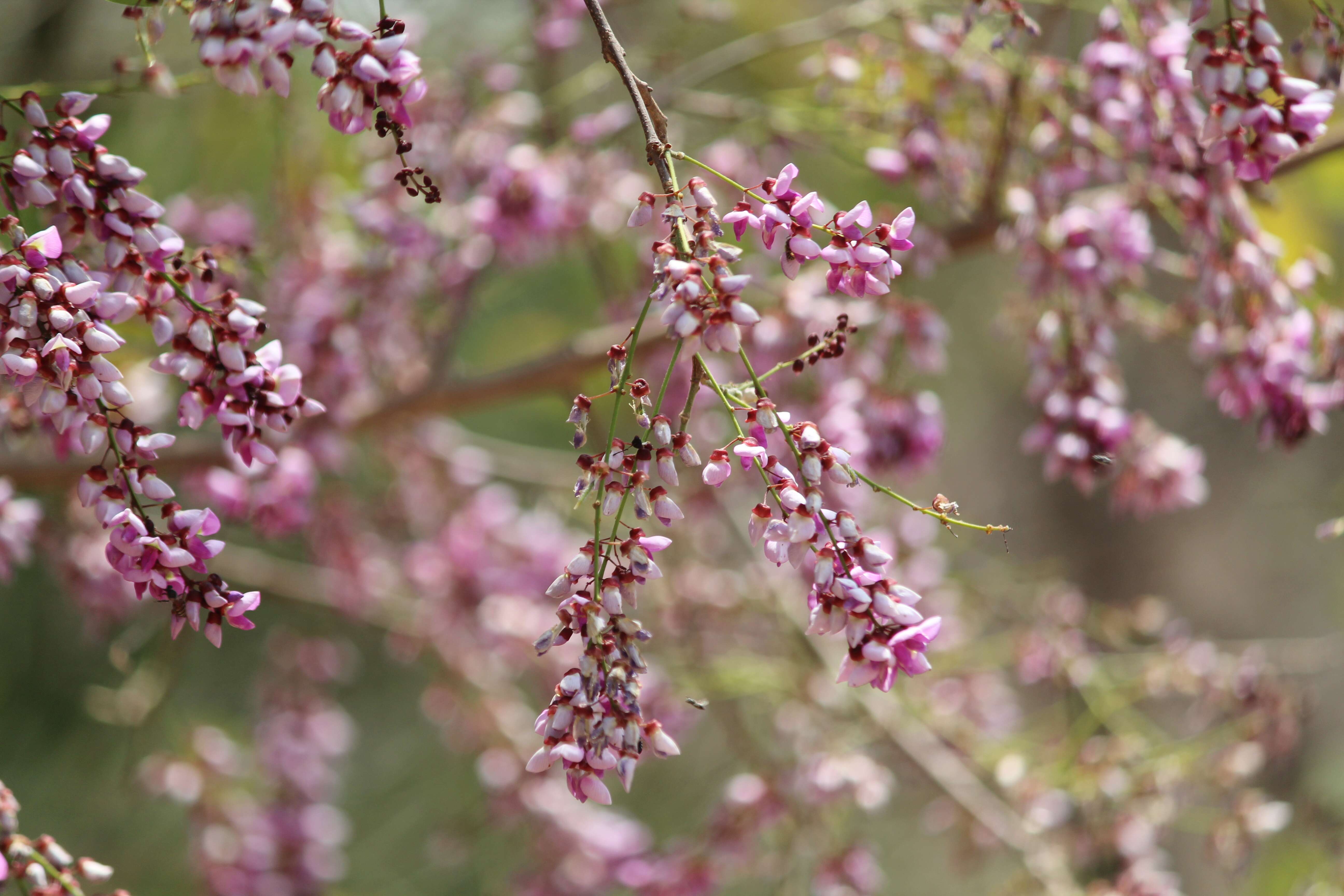 Слика од Millettia peguensis Ali