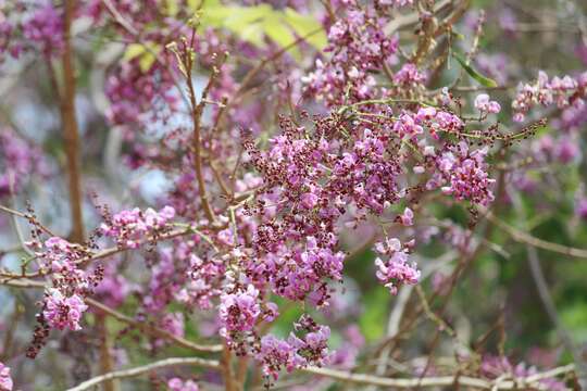 Слика од Millettia peguensis Ali